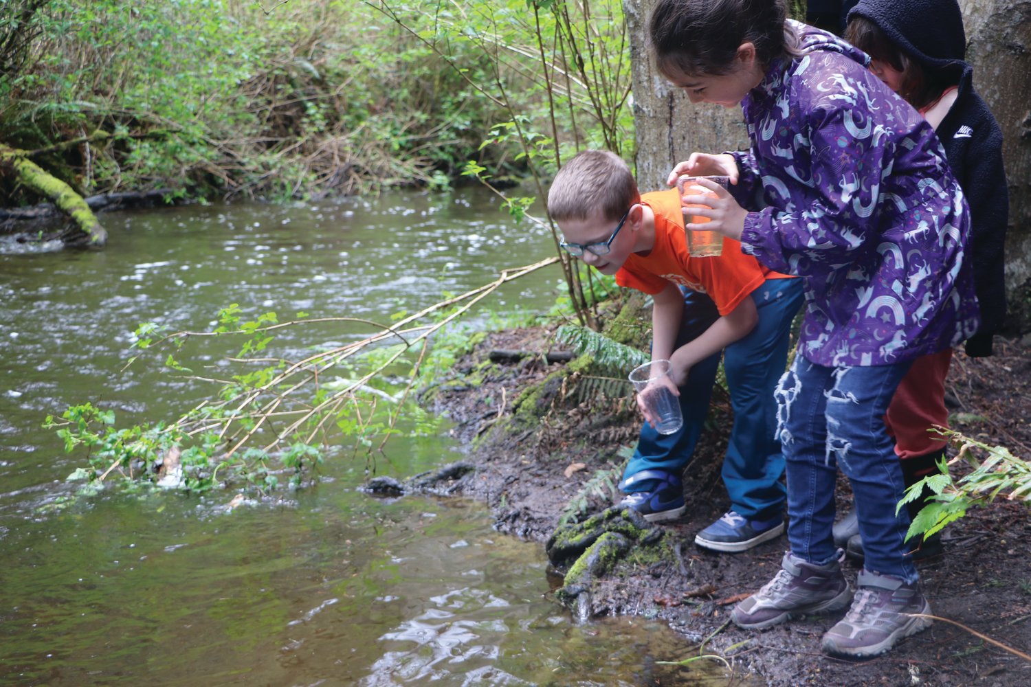 Each third-grader released an adolescent salmon into the Chimacum Creek.